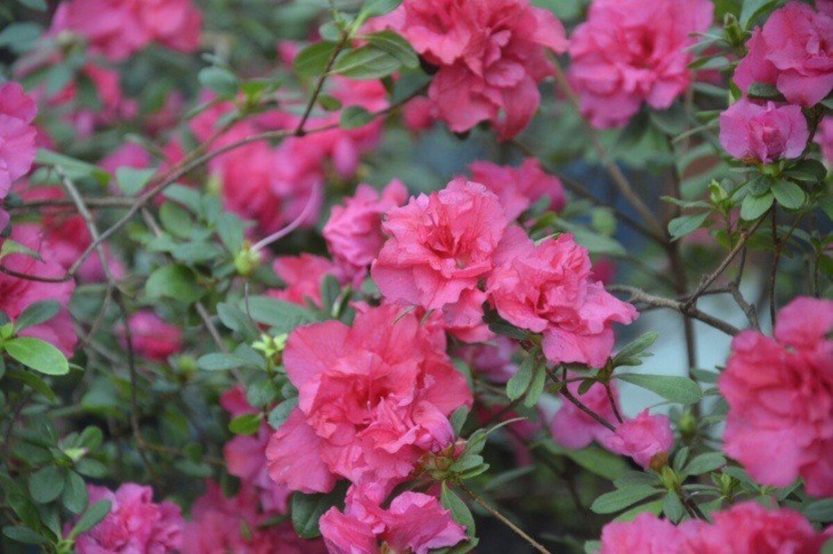 У Дніпрі в Ботсаду ДНУ розквітли яскраві азалії