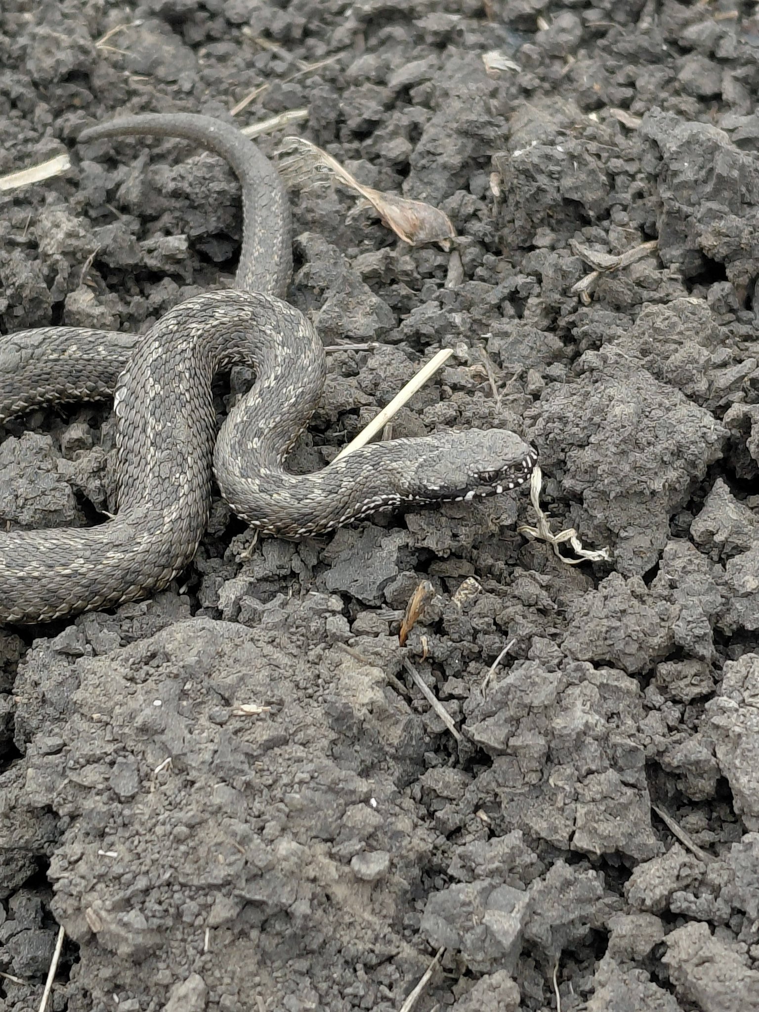 Сезон пресмыкающихся открыт: на Днепропетровщине зафиксировали первых гадюк