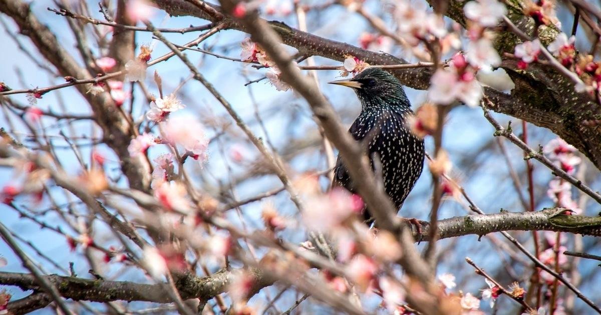 Яке свято 29 березня: головні традиції, заборони та прикмети дня