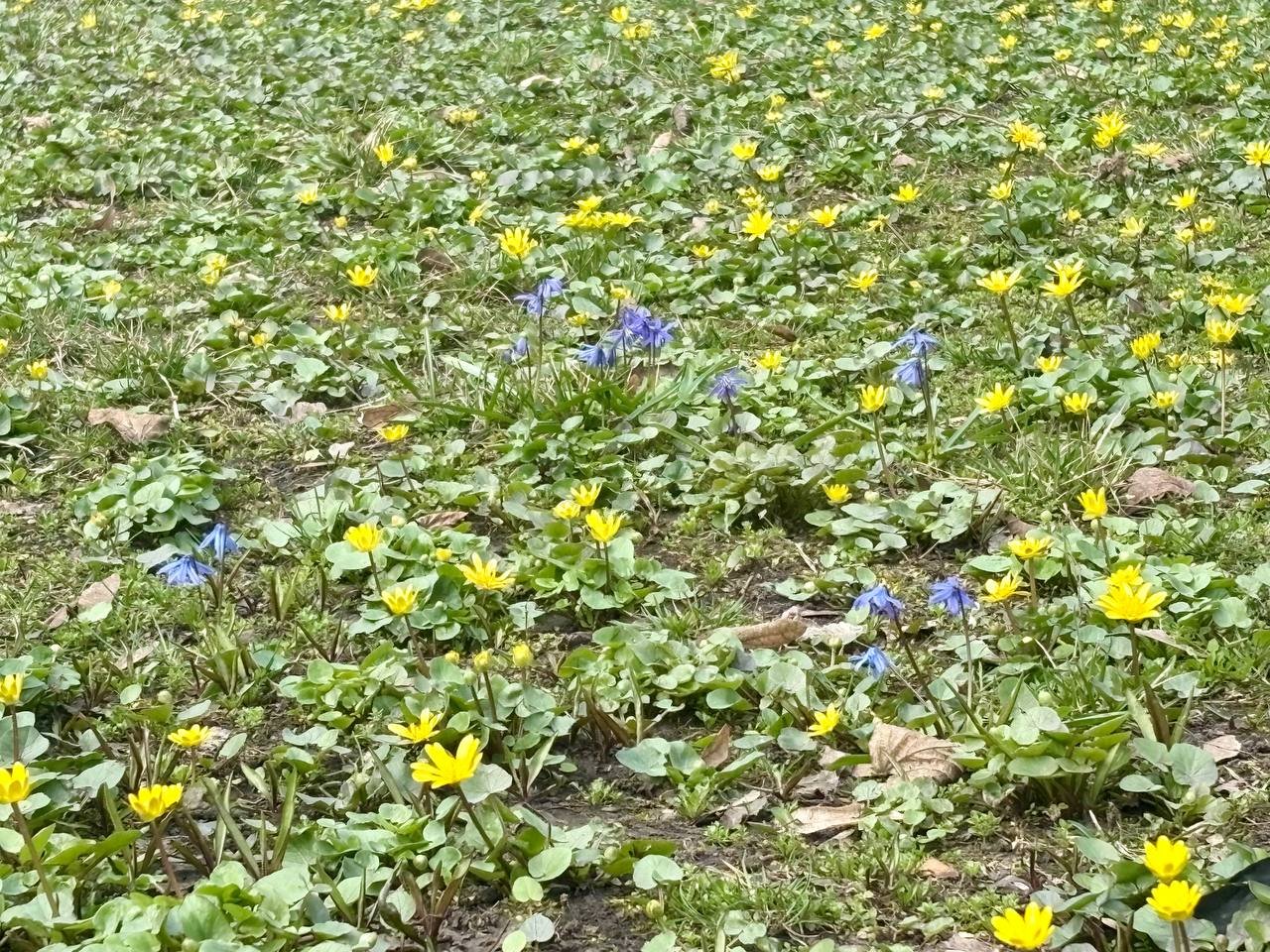 Парки Днепра покрылись первоцветами: город в весеннем цветении