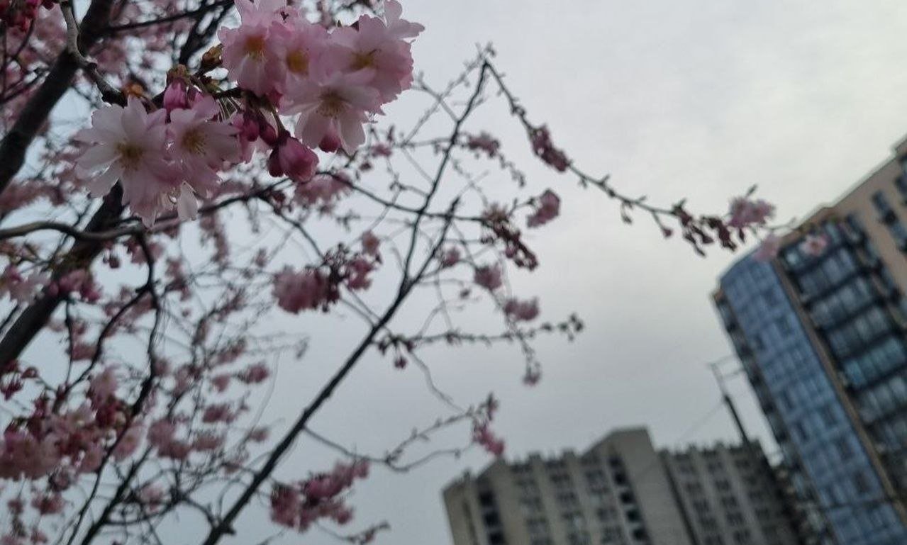 Сакура в Дніпрі