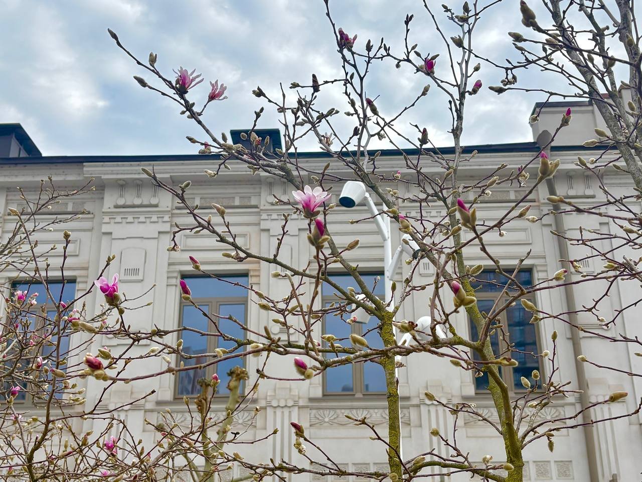 Магнолії в Дніпрі почали активно квітнути