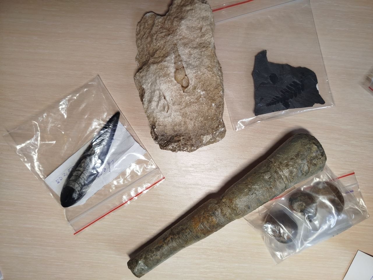 Музей у Дніпрі отримав унікальну палеонтологічну колекцію 