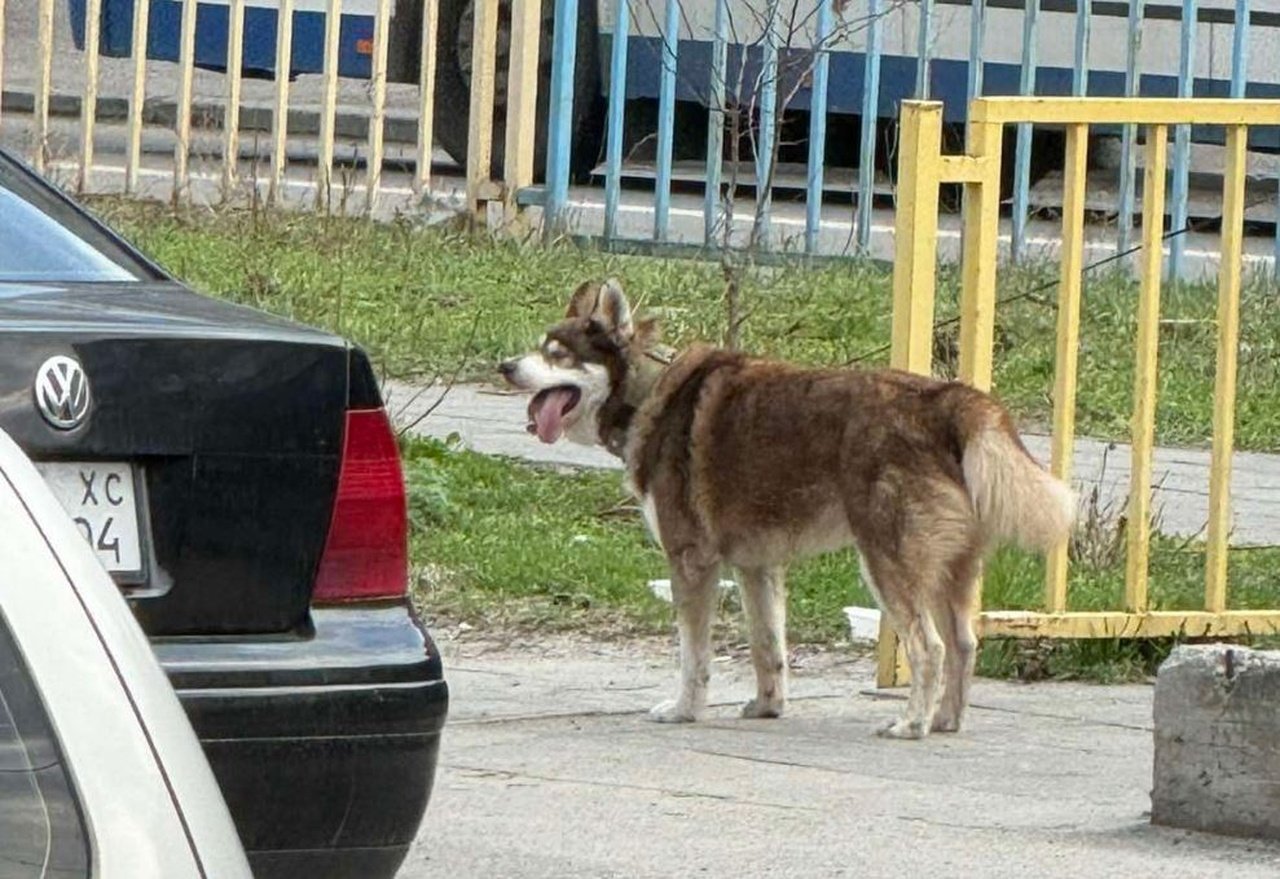 Собаку привязали к забору