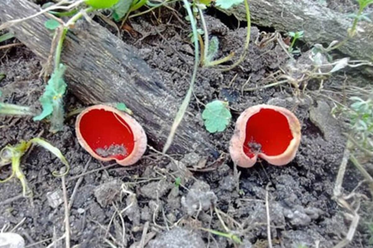 На Криворожье нашли причудливый "эльфийский" гриб