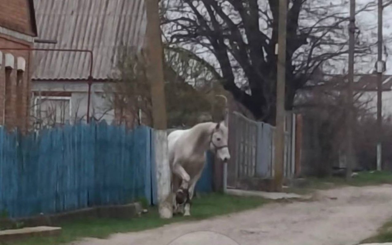 Ничейного коня заметили в деревне под Днепром