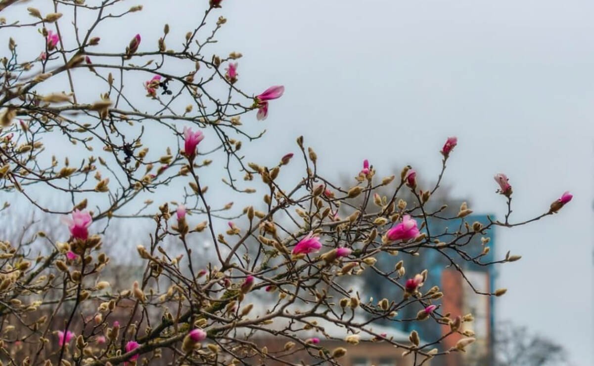Сезон магнолій у Дніпрі: ТОП-6 локацій, де можна помилуватися цвітінням і зробити фото 