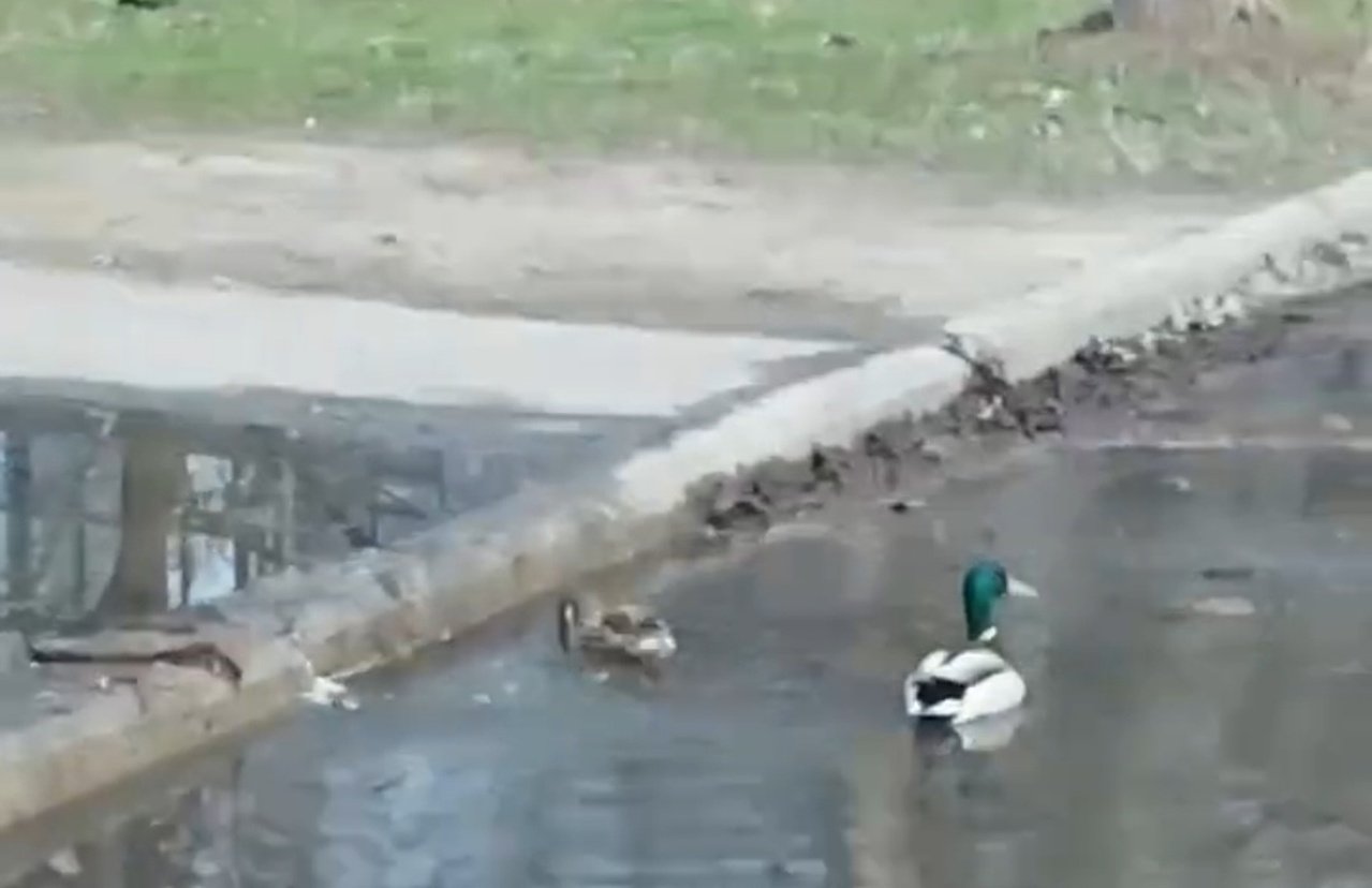 Качки в калюжі