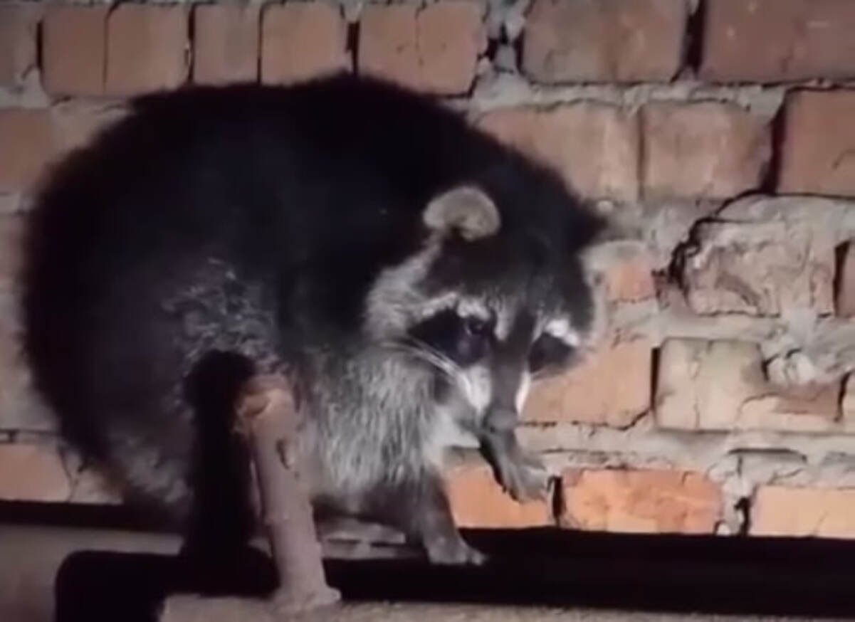 У Павлограді знайшли наляканого єнота-втікача: шукають господарів