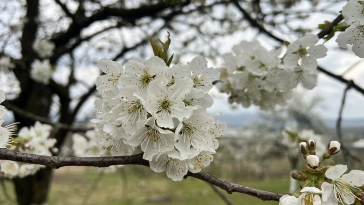 У Дніпрі 3 квітня очікується дощ і туман: прогноз погоди