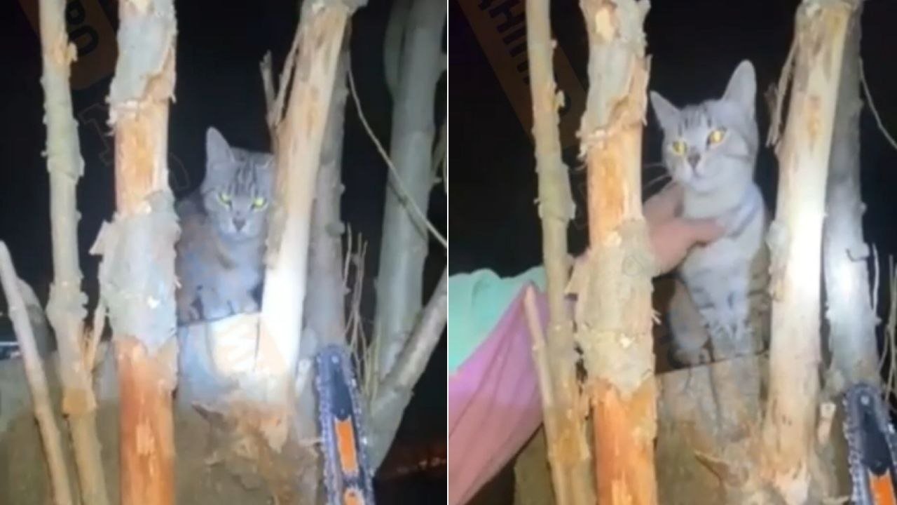 Кіт просидів на дереві