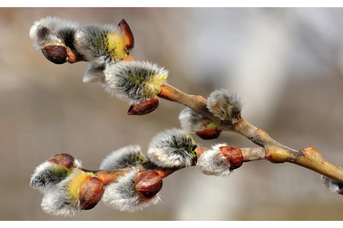 Яке свято 4 квітня відзначають в Україні та які традиції цього дня