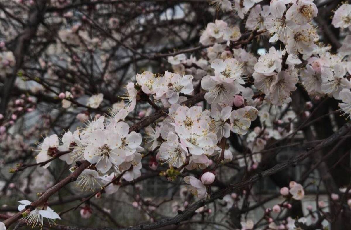 В Днепре заметили массовое цветение абрикосов