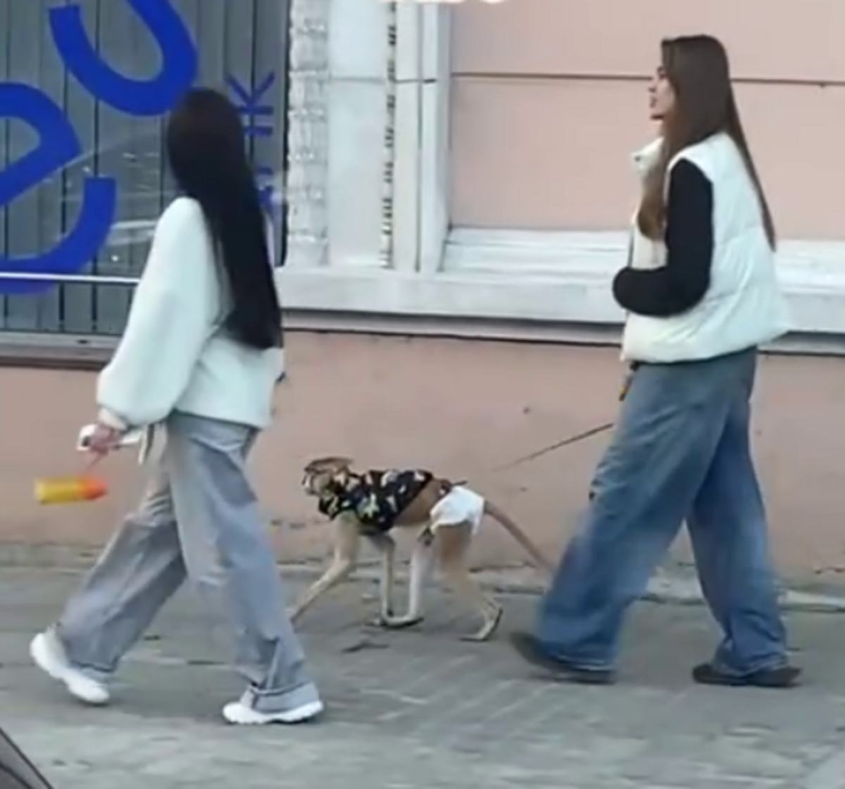 У Дніпрі екзотичний домашній улюбленець прогулювався містом