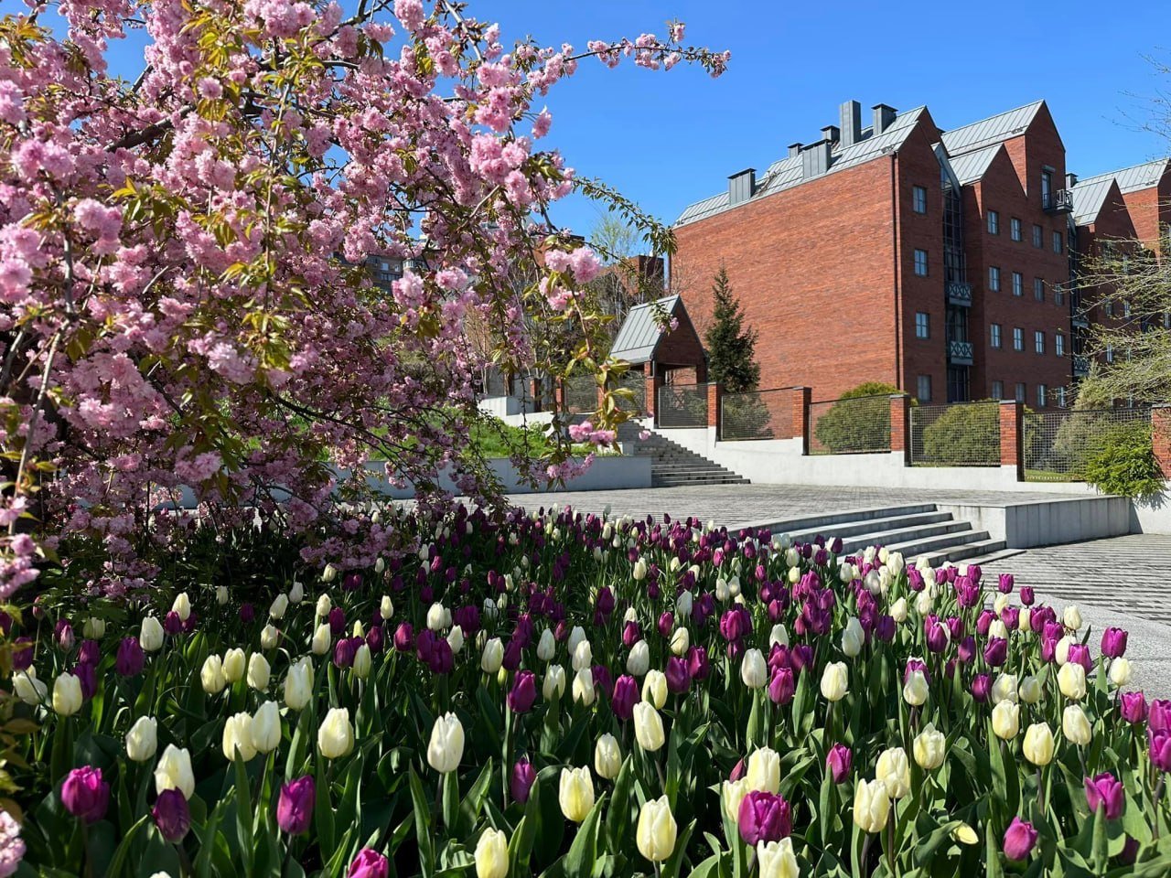 Де у Дніпрі подивитися цвітіння: повний гід по весняних локаціях