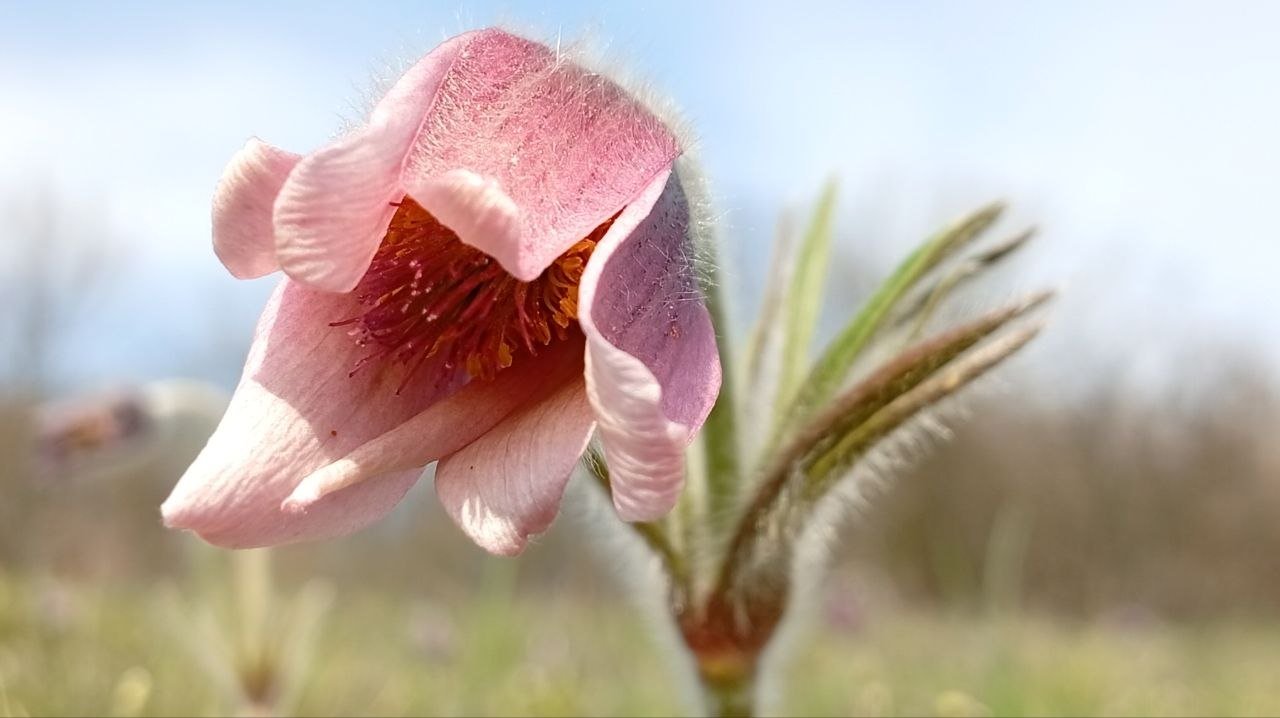 На Днепропетровщине расцвела редкая сон-трава: чем уникален цветок