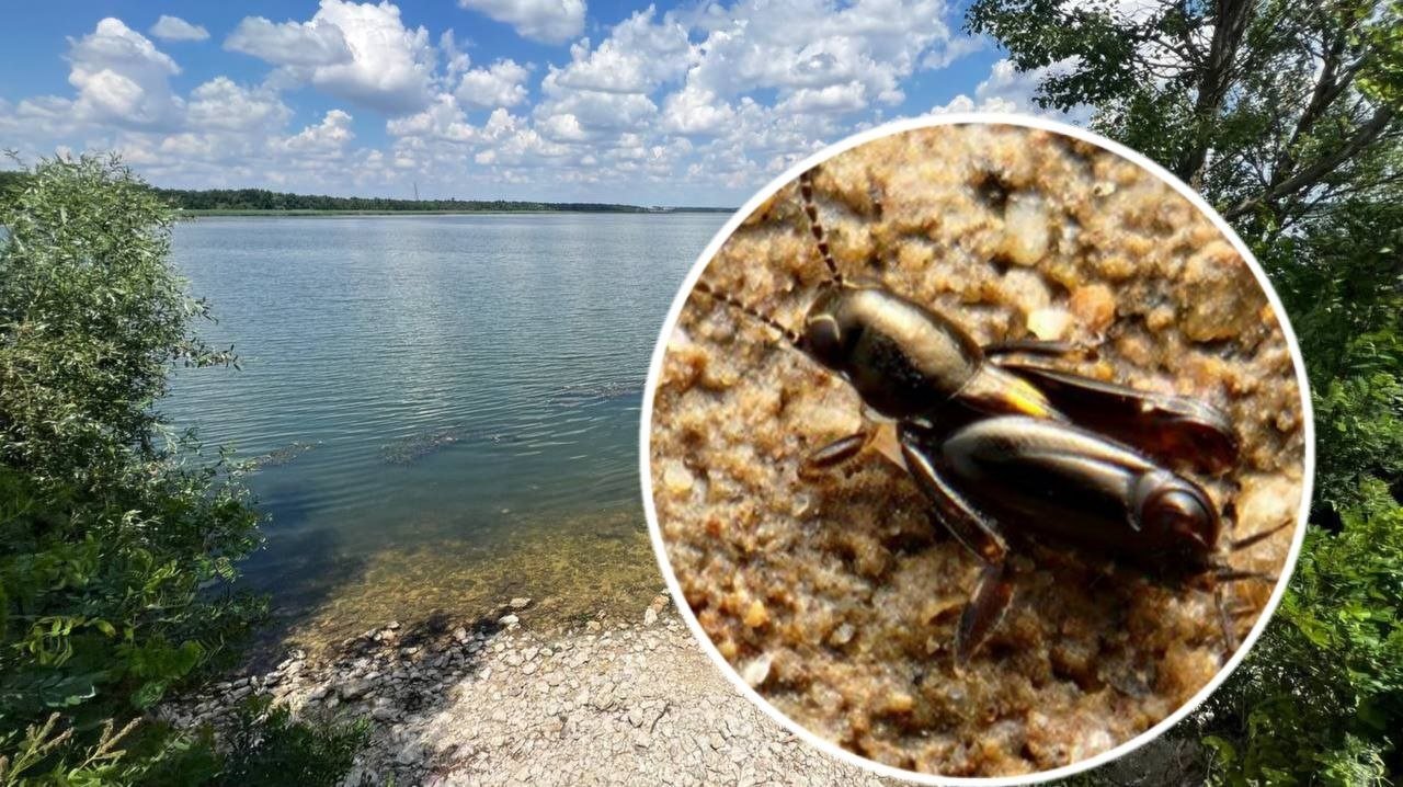 Комахи, яким 120 млн років, живуть на Дніпропетровщині