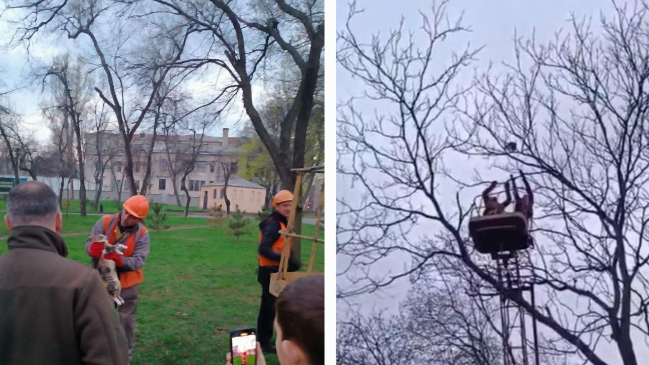 Порятунок кота