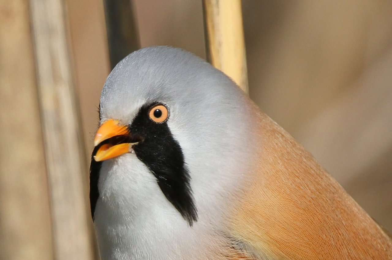Синиця на Дніпропетровщині