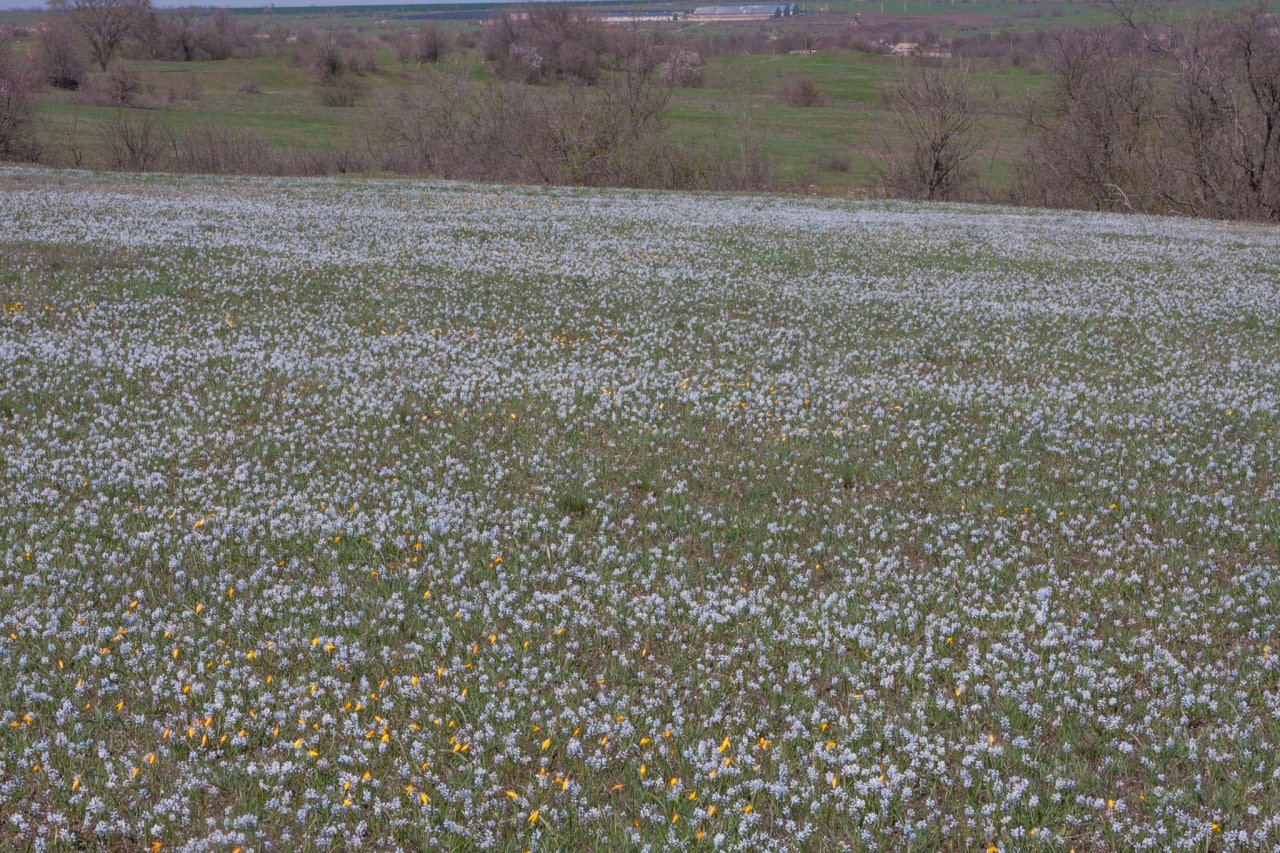 На Дніпропетровщині розквітло поле червонокнижних гіацинтів і тюльпанів: фото