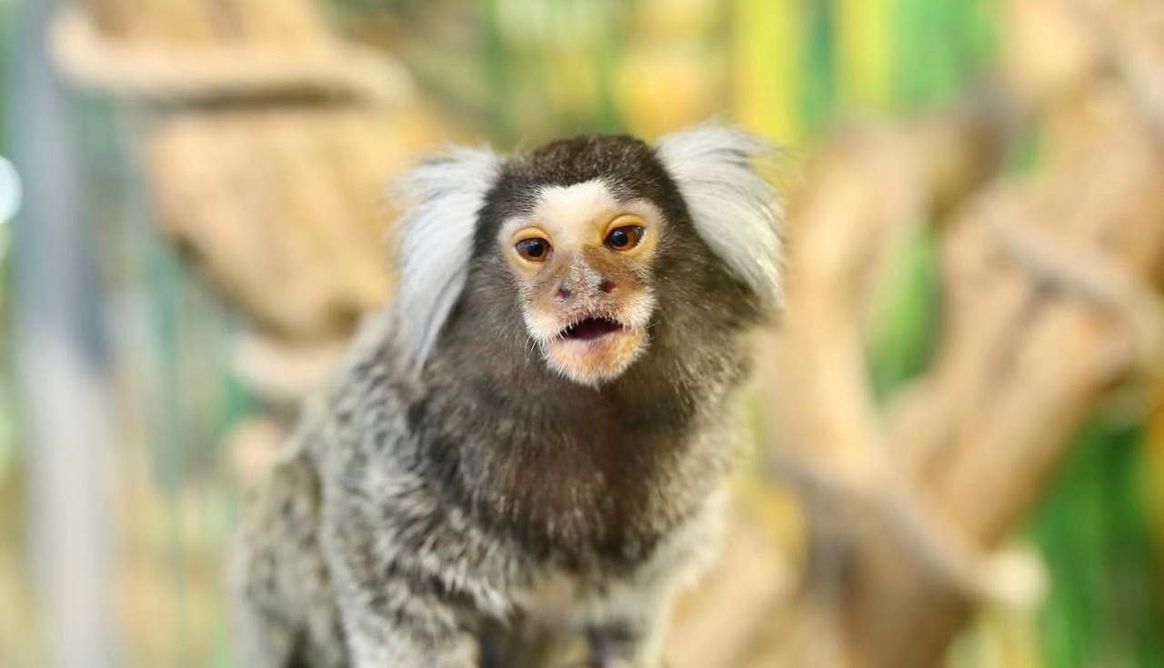 Мавпочка вкусила дитину