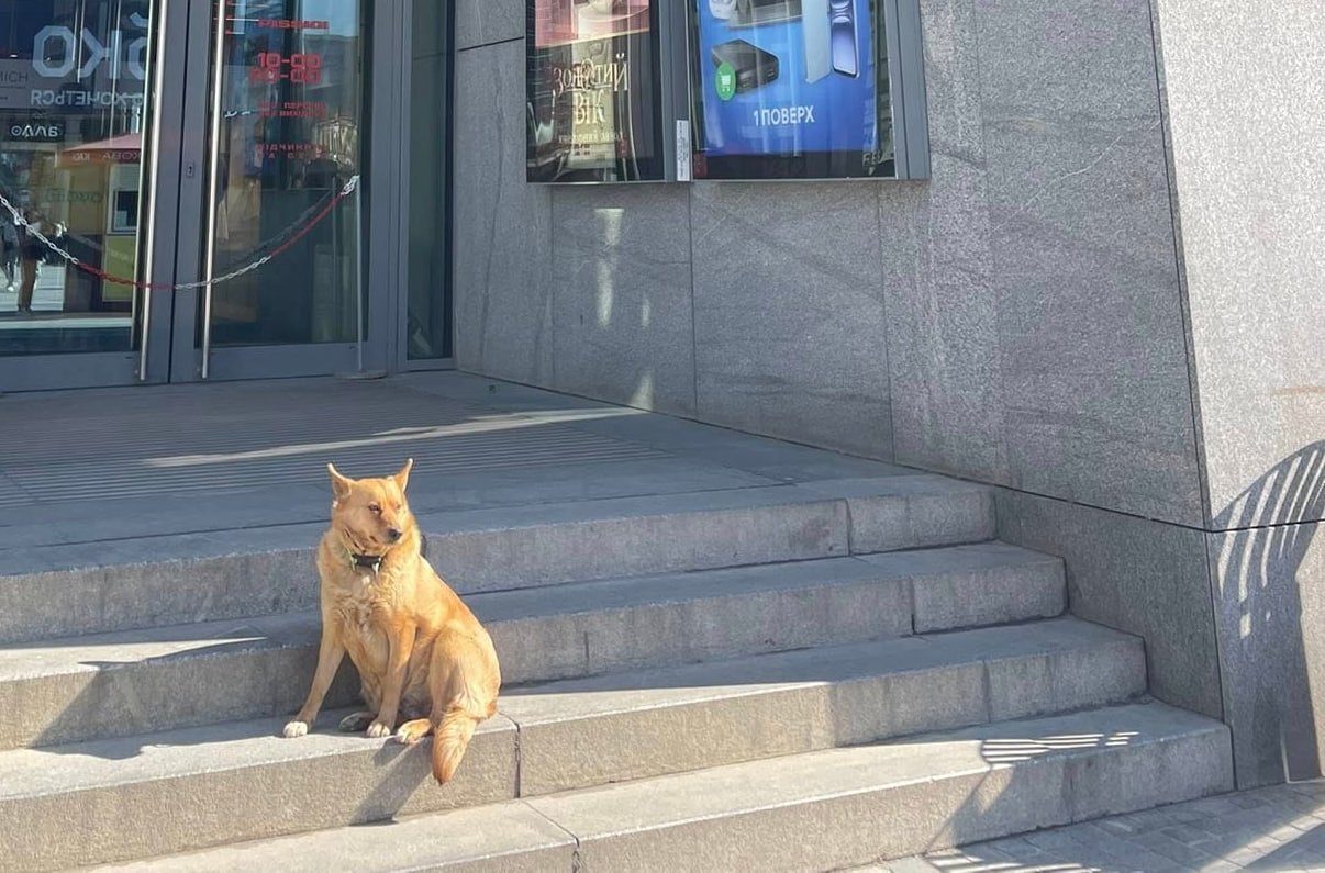 Днепровский Хатико: пес несколько дней ждет хозяина возле ТЦ "Пассаж"