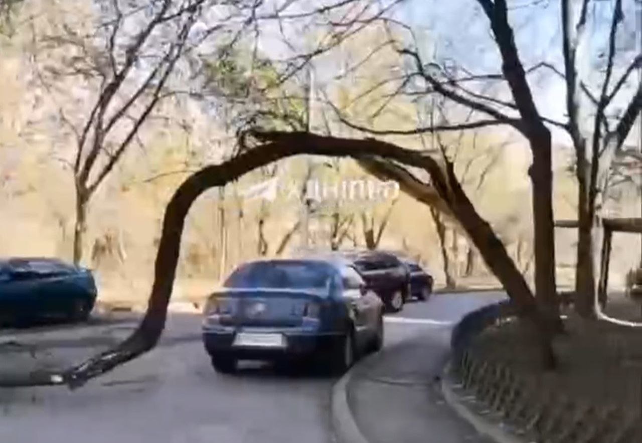 Еще немного и ветка свалилась бы на авто