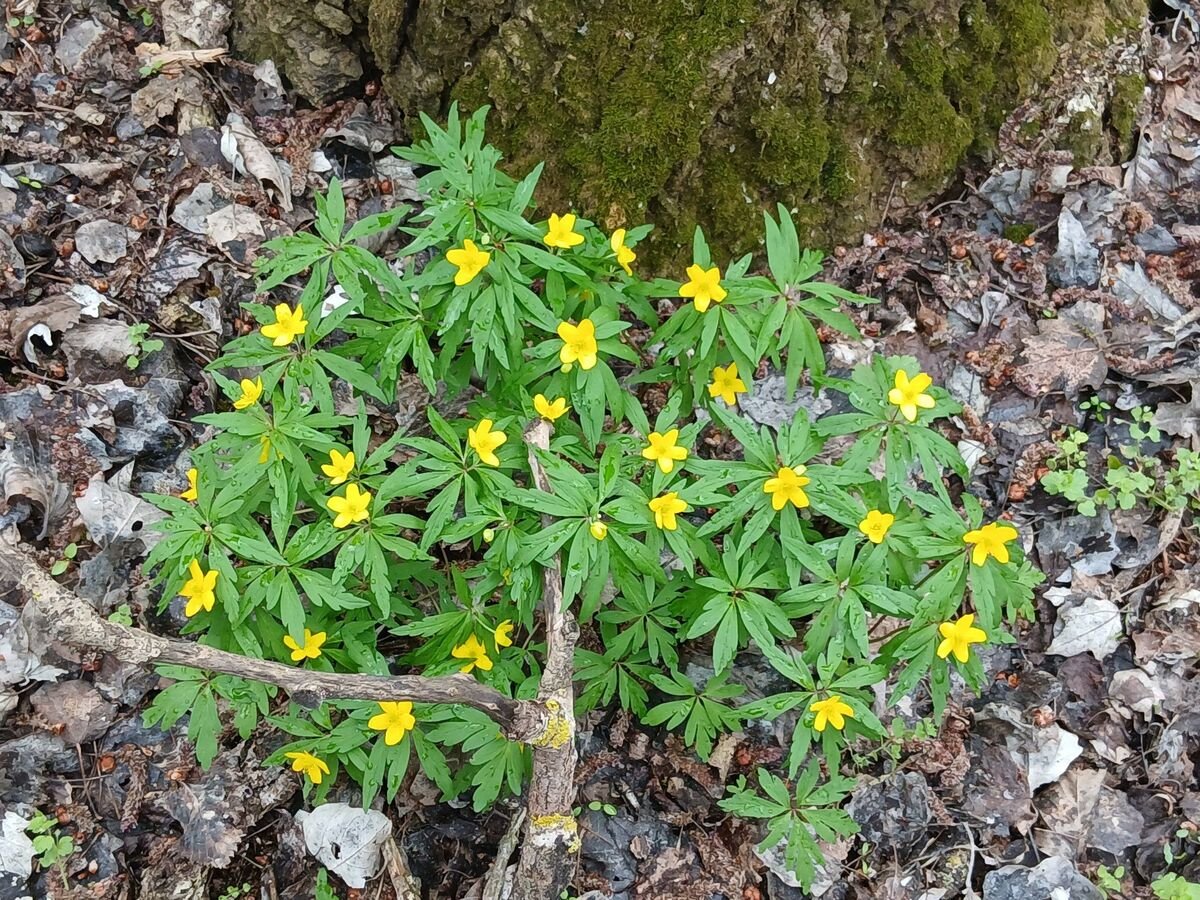 На Дніпропетровщині ліси вкрилися килимом із фіалок та анемон