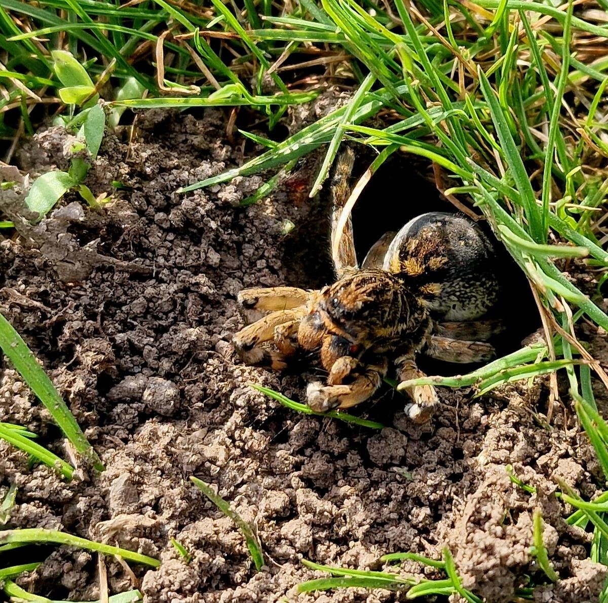 В Днепре заметили земляные тарантулы: что нужно знать жителям