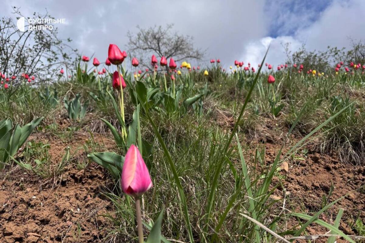 На Днепропетровщине промышленную территорию превратили в цветущее пространство