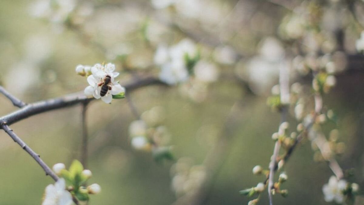 У Дніпрі 13 квітня прогнозують дощ