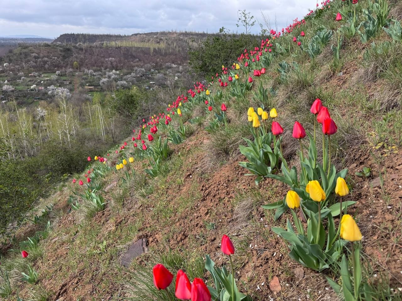 Тюльпани на схилі в Кривому Розі
