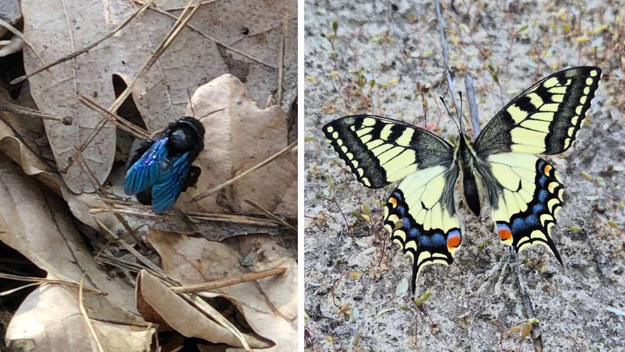 Рідкісних комах помітили в заповіднику