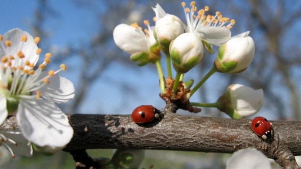 Прогноз погоди у Дніпрі на 17 квітня