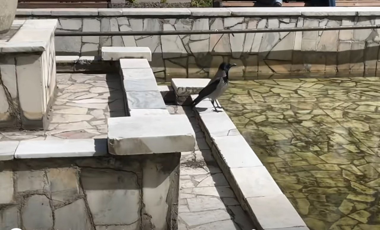 Птах Бенджамін