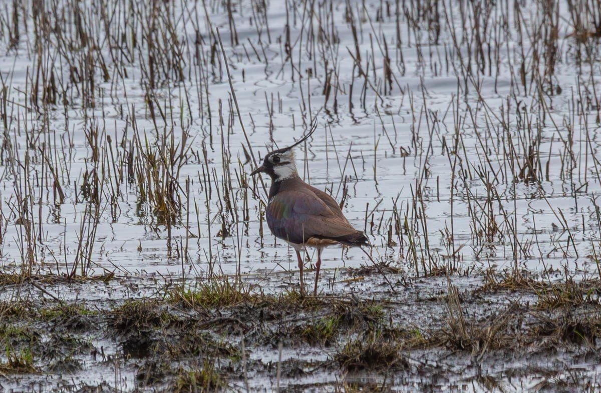 Рідкісні птахи з’явилися на Дніпропетровщині: що відомо