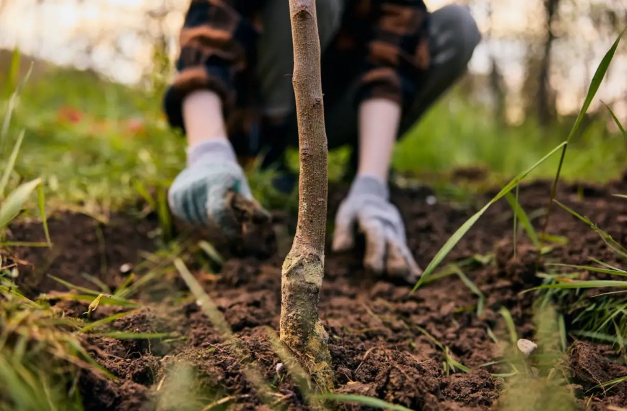У Дніпрі хлопці самостійно висадили дерево на Європейській площі