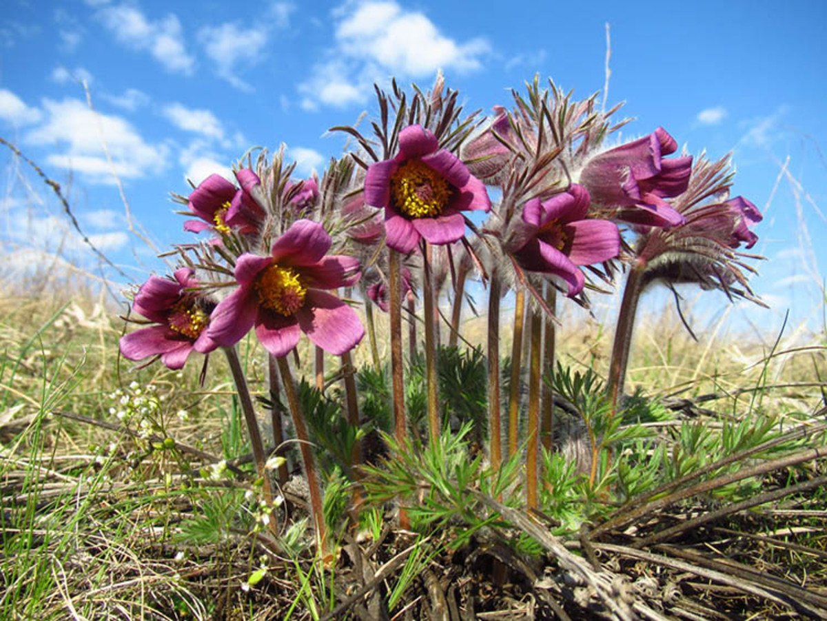 У степах Дніпропетровщини виявили унікальну червонокнижну квітку