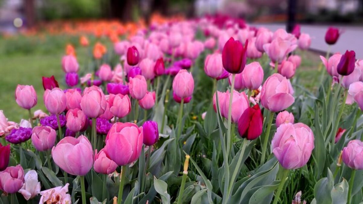 Мінлива хмарність: прогноз погоди у Дніпрі на 20 квітня