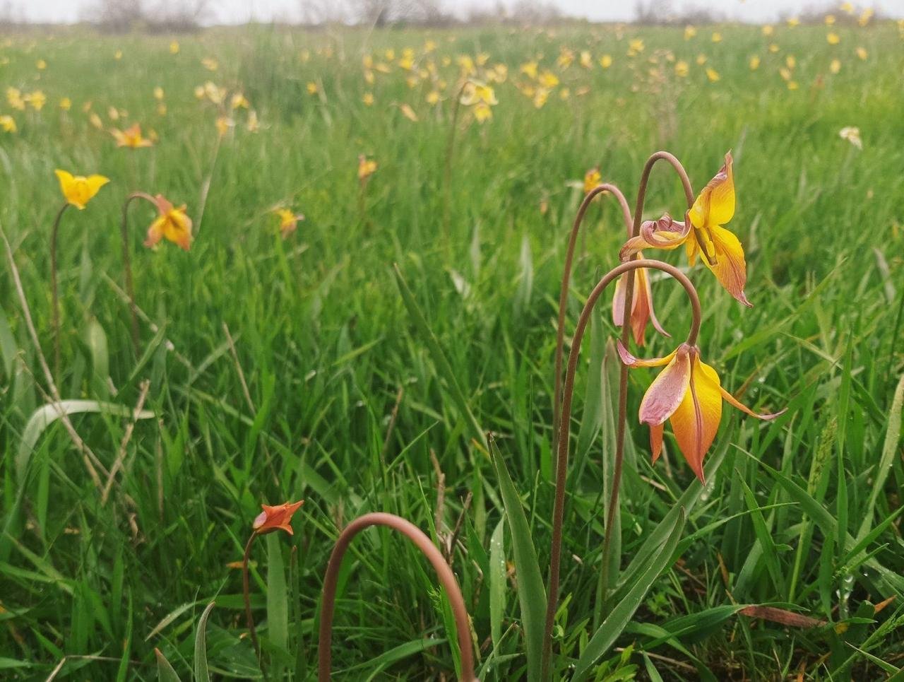 На Днепропетровщине расцвели краснокнижные тюльпаны