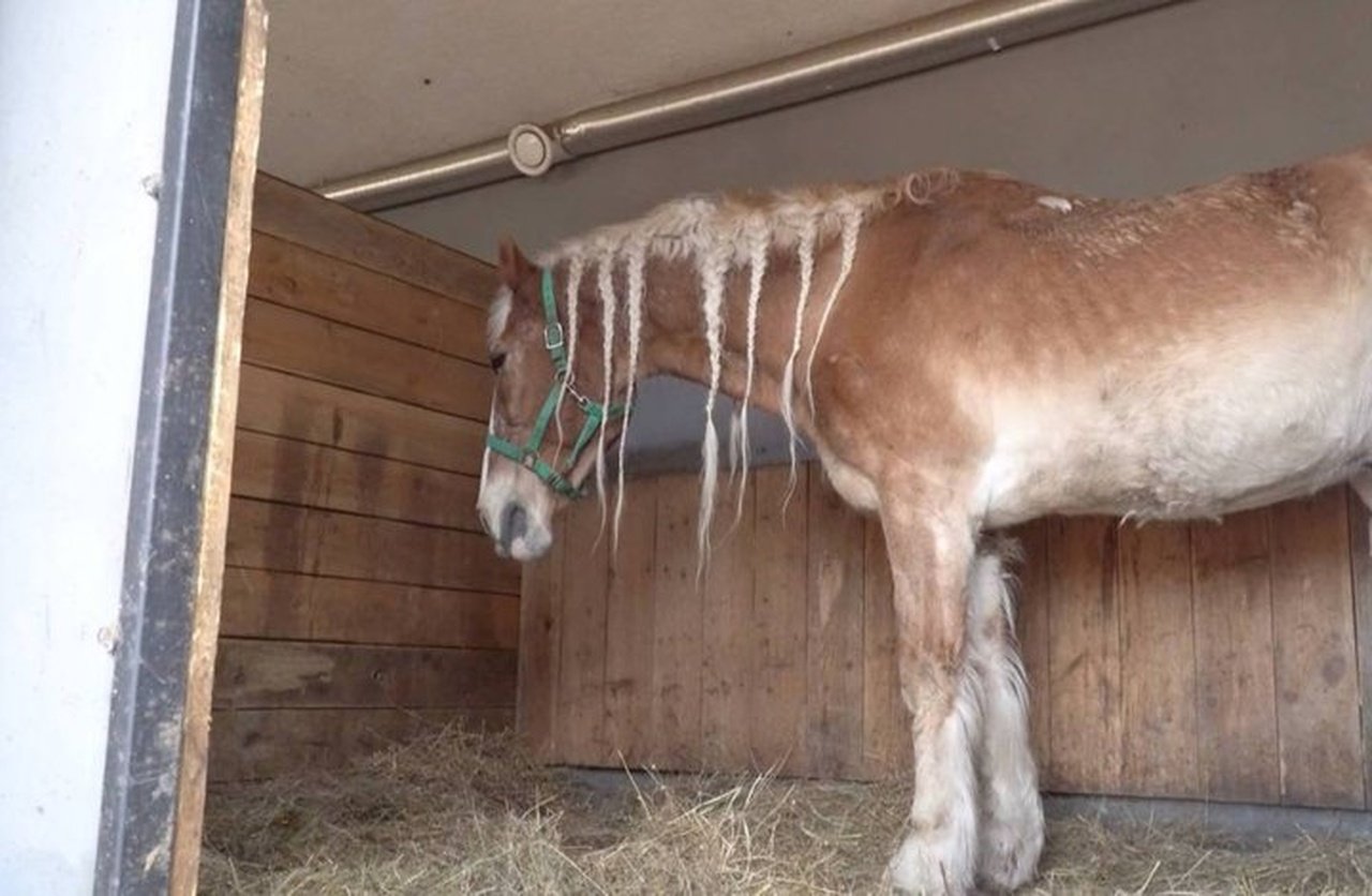 Кінь Браслет