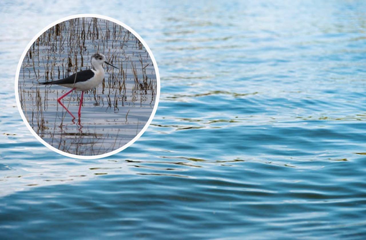 Редкую птицу с длинными розовыми ногами заметили возле Кривого Рога: фото