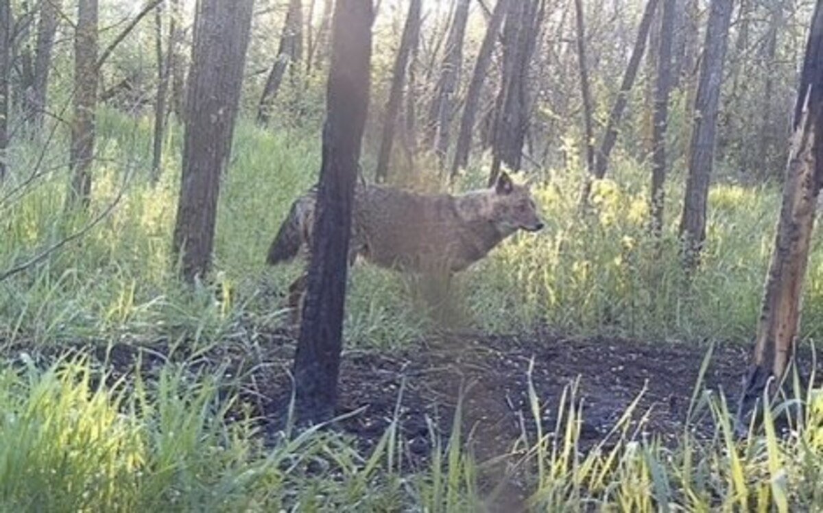 Хижак біля сіл: на Дніпропетровщині помітили шакала