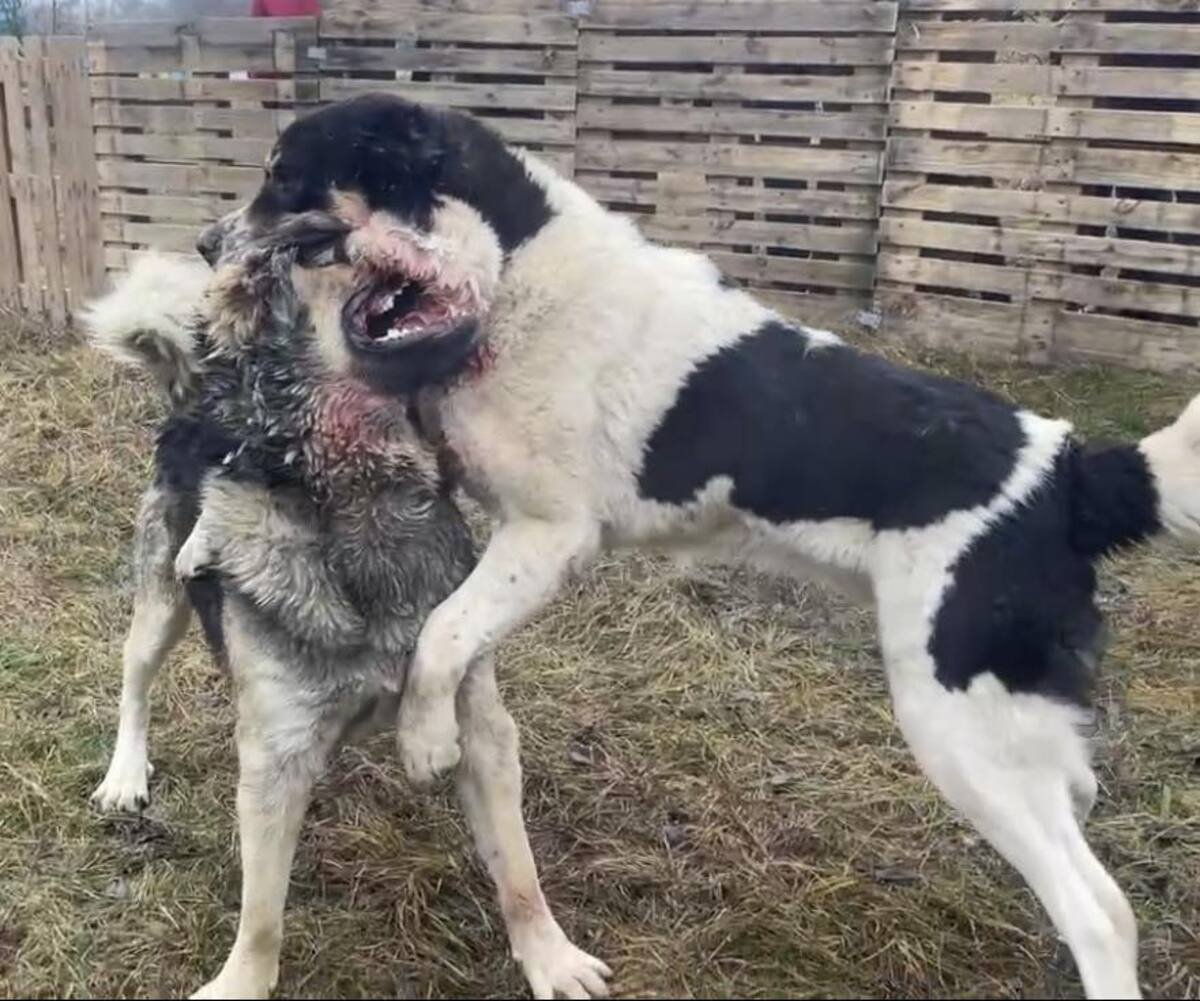 В Терновке проводили жестокие собачьи бои: что известно