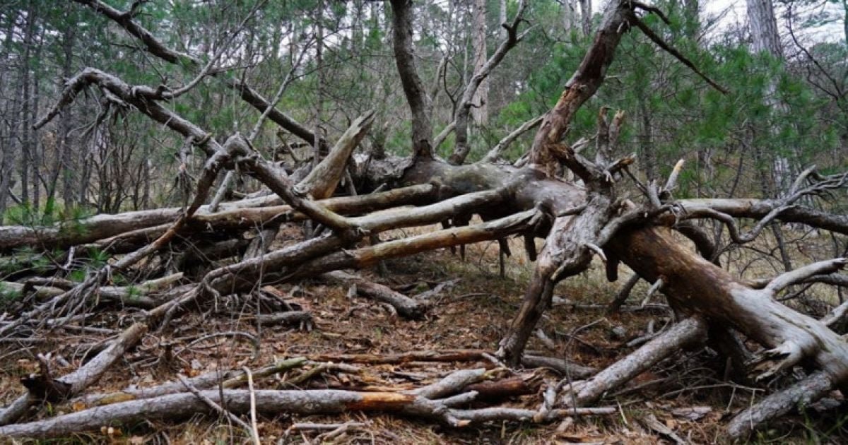 Сильный ветер в Днепре: есть повреждения авто и проблемы с движением