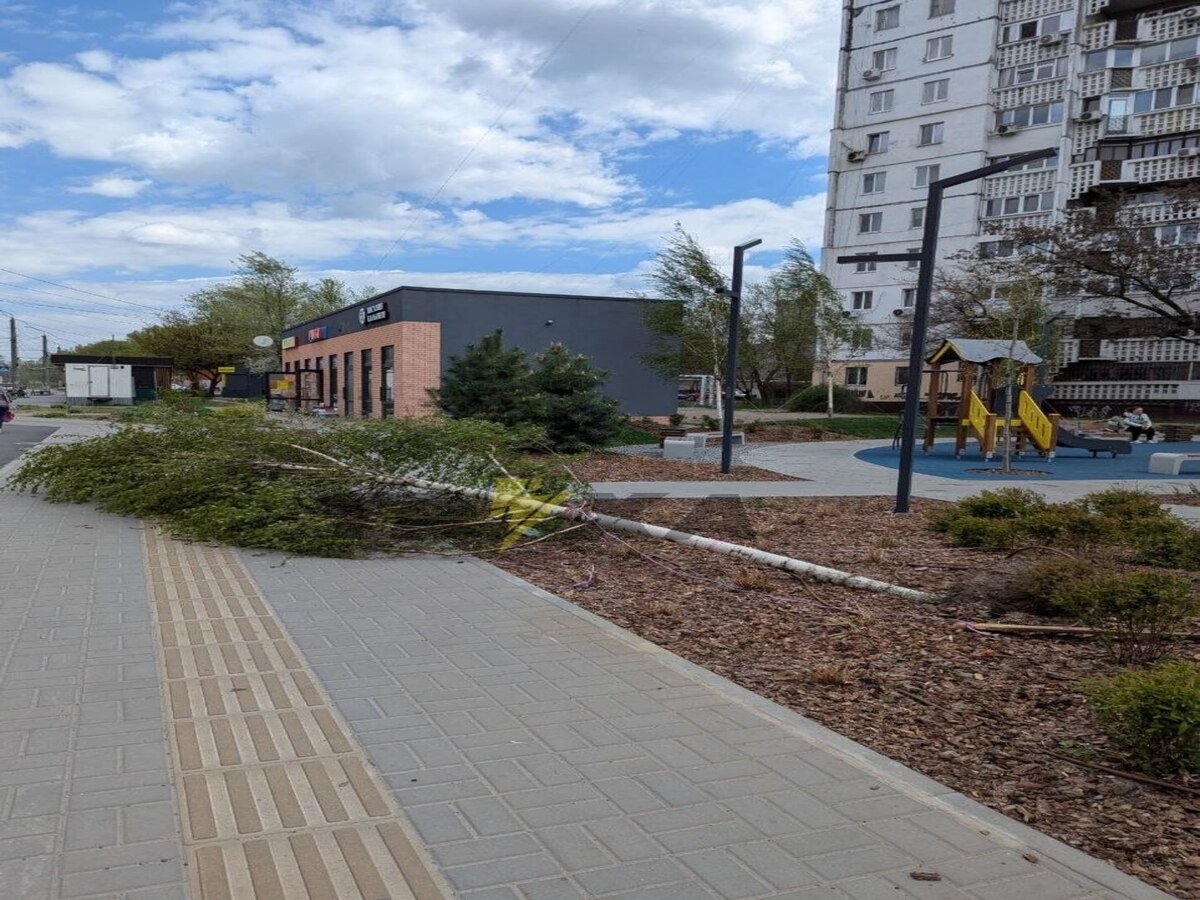 Ненастье в Днепре: шквальный ветер повалил дерево