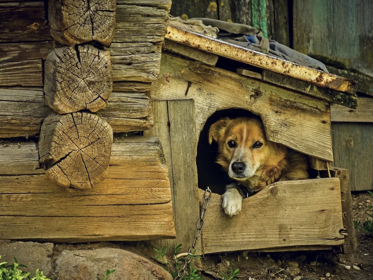 Информацию о возможных собачьих боях проверяют правоохранители.