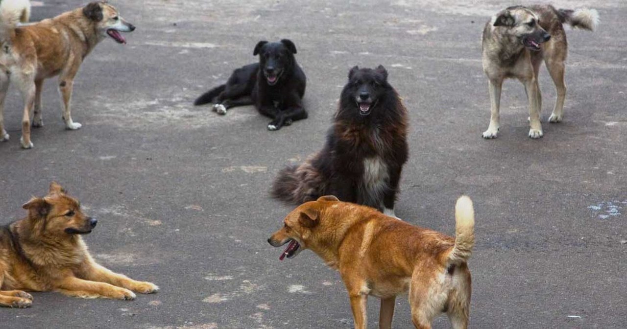 Безпритульні собаки