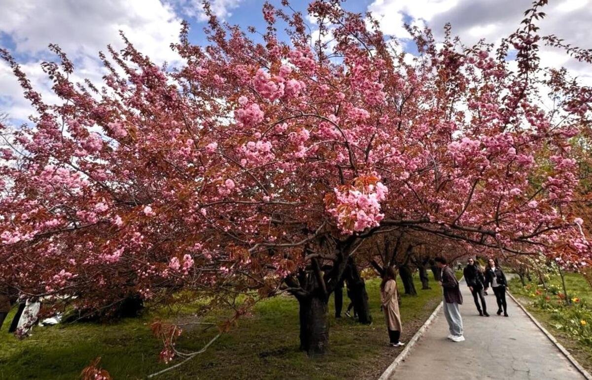 В Днепре, несмотря на холод, расцвела известная аллея сакур: фото