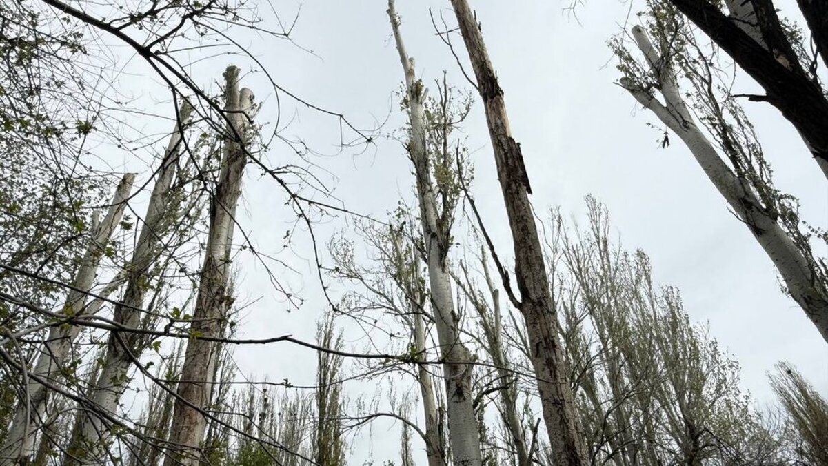 У Покрові обрізали дерева з гніздами птахів: як прокоментували у міськраді